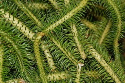 Cây Râu rồng, Thạch tùng thân gập, Thạch tùng vẩy - Huperzia squarrosa (Forst.) Trevis. (Lycopodium squarrosum (Forst.)