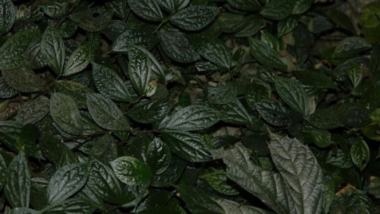 Cây Rau pơ la - Elatostema balansae Gagnep