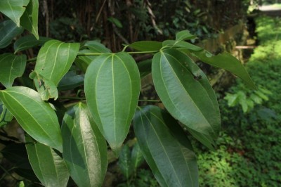 Cây Re cẩm chướng. Quế rành - Cinnamomum caryophyllus (Lour.) Moore