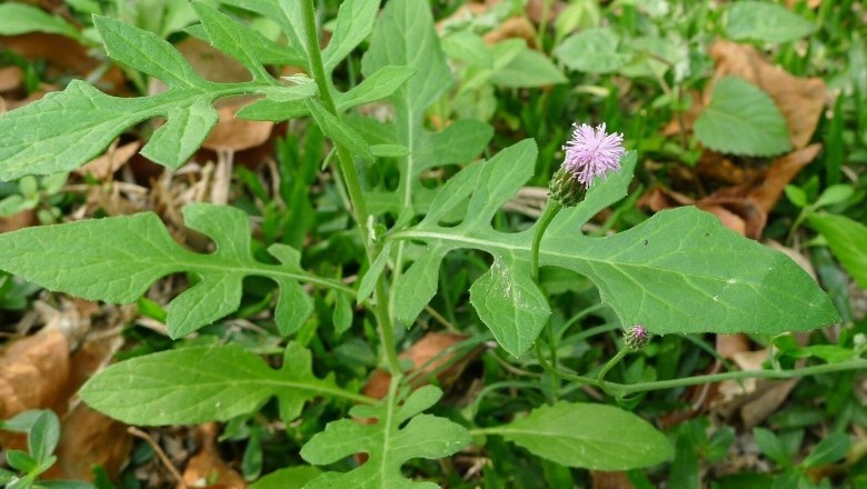 Cây Rau tô, Lê nê - Hemistepta lyrata (Bunge) Bunge (Cirsium lyrata Bunge)