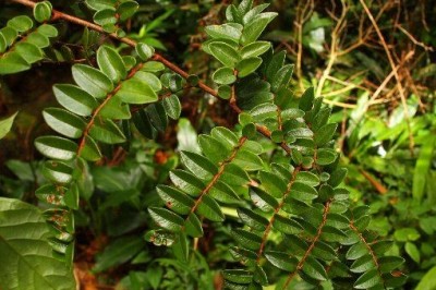 Cây Rè đẹp, Chua ngút hoa đẹp - Embelia pulchella Mez