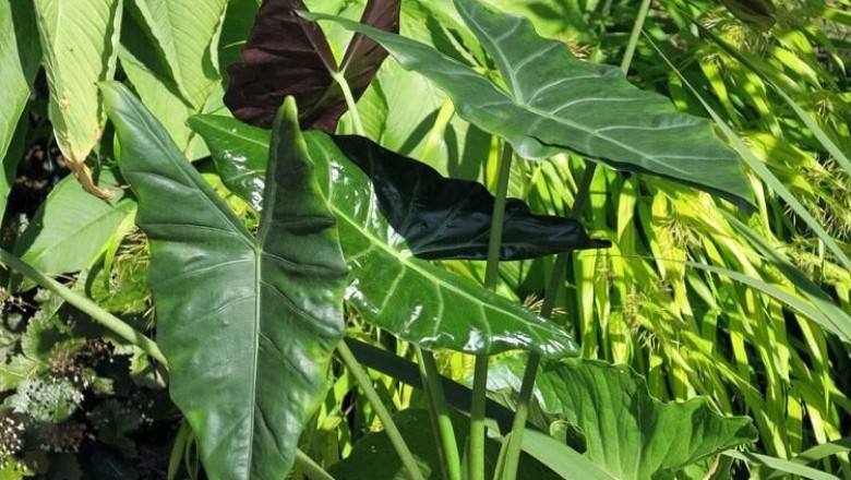 Cây Ráy lá mũi tên - Alocasia longiloba Miq