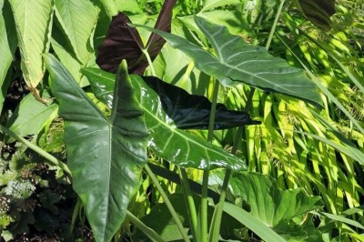 Cây Ráy lá mũi tên - Alocasia longiloba Miq