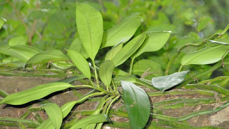 Cây Ráy leo Hồng kông, Ðuôi Phượng Hồng Kông - Rhaphidophora hongkongensis Schott