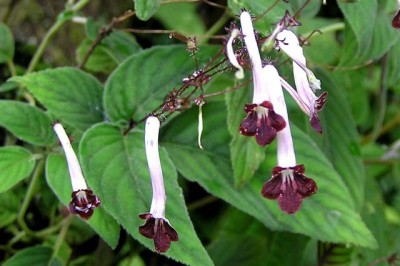 Cây Rau tai voi - Chirita colaniae Pellegr