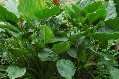 Cây Ráy đuôi nhọn, Ráy túi - Alocasia cucullata (Lour.) Schott