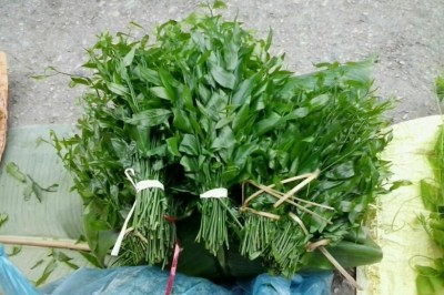 Cây Rau sắng, Rau ngót núi, Ngót rừng - Melientha suavis Pierre