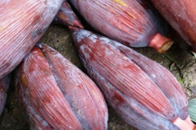 Những sức khỏe cho người thường xuyên ăn hoa cây chuối