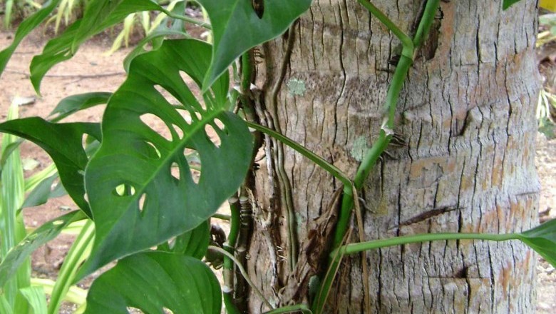 Cây Ráy ngót, Epipremnum pinnatum (L.) Engl. (Pothos pinnata L., Rhaphidophora pinnata (L.f.) Schott)