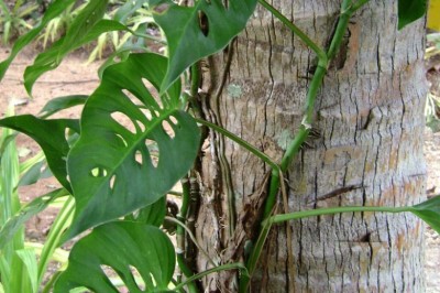 Cây Ráy ngót, Epipremnum pinnatum (L.) Engl. (Pothos pinnata L., Rhaphidophora pinnata (L.f.) Schott)
