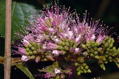 Cây Trâm bầu lông, Chưn bầu lông - Combretum pilosum Roxb