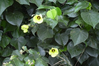 Cây Tra làm chiếu - Hibiscus tiliaceus L