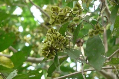 Công dụng trị ung thư tuyệt vời từ cây trâm bầu