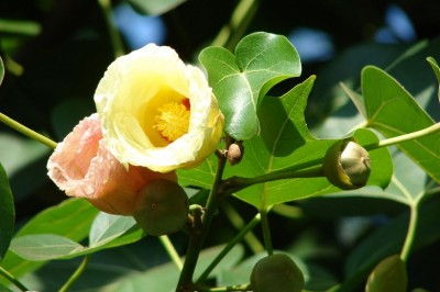 Cây Tra lâm vồ, Tra bồ đề - Thespesia populnea (L.) Soland