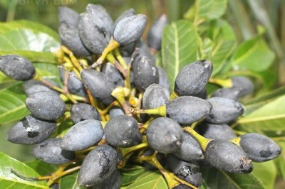 Cây Trám đen, Trám chim - Canarium tramdenanum Dai et Yakovl. (C. nigrum (Lour.) Engl., C. pimela Koenig)