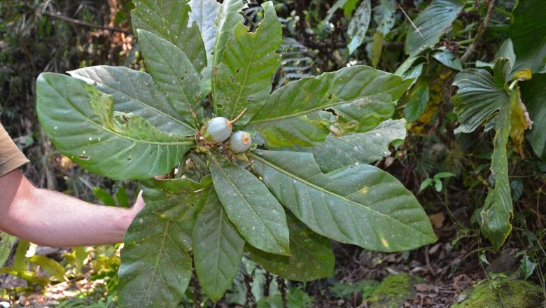 Cây Trai tai, Lậu bình, Ngứa - Fagraea auriculata Jack