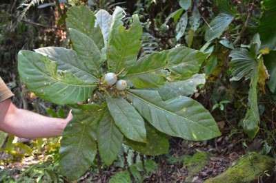 Cây Trai tai, Lậu bình, Ngứa - Fagraea auriculata Jack