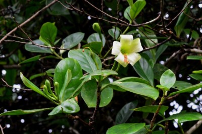 Cây Trai xoan, Trai Xri Lanca, Lậu bình, Dây gia - Fagraea ceilanica Thunb. (F. obovata Wall.)