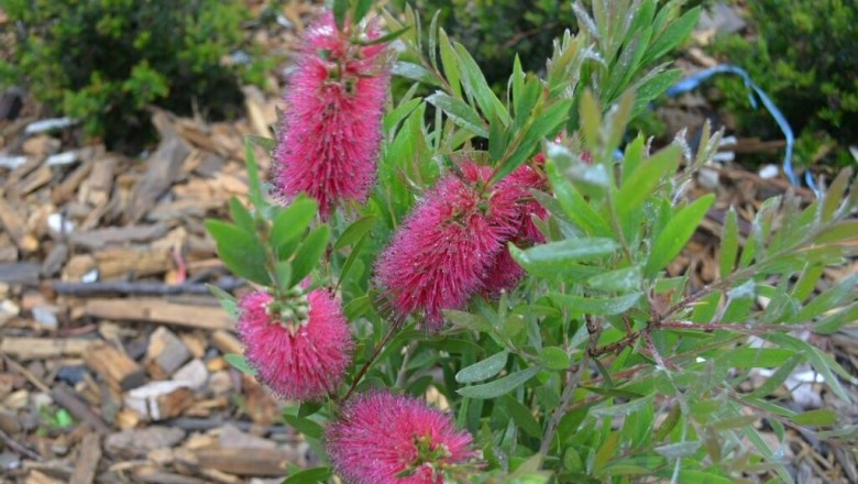 Cây Tràm bông đỏ, Tràm liễu - Callistemon citrinus (Curtis) Skeels (C. lanceolatus Sweet.)