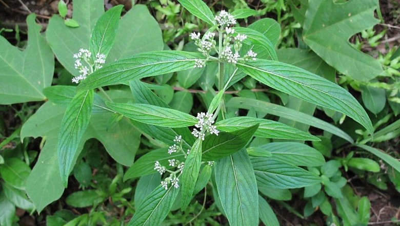 Cây Trạch côn Sumatra - Knoxia sumatrensis (Retz.) DC. (K. corymbosa Willd. )