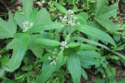 Cây Trạch côn Sumatra - Knoxia sumatrensis (Retz.) DC. (K. corymbosa Willd. )