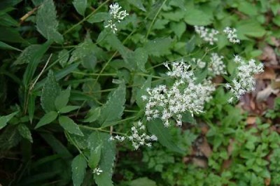 Cây Trạch lan Trung Quốc, Yên bạch Trung Quốc - Eupatorium chinensis L
