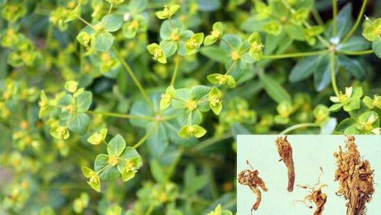 Cây Trạch côn - Knoxia valerianoides Thorel ex Pit