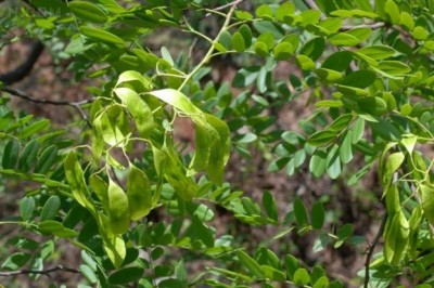 Cây Trắc Vân nam, Trắc lải - Dalbergia yunnanensis Franch