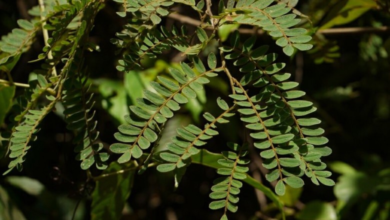 Cây Trắc lá me, Chàm bìa ăn trầu - Dalbergia pinnata (Lour.) Prain (Derris pinnata Lour., Delbergia tamarindifolia Roxb.)
