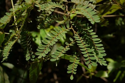 Cây Trắc lá me, Chàm bìa ăn trầu - Dalbergia pinnata (Lour.) Prain (Derris pinnata Lour., Delbergia tamarindifolia Roxb.)