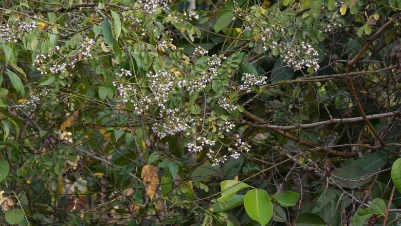 Cây Trắc leo - Dalbergia volubilis Roxb