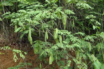 Cây Trắc lá bẹ - Dalbergia stipulacea Roxb