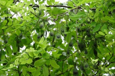 Cây Trắc mũi giáo, Trắc lá mác, Trắc hoa to, Bạt ong - Dalbergia lanceolaria L. f