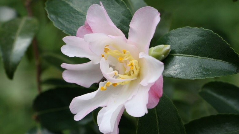 Cây Trà hoa lá có đuôi, Chè đuôi, Vĩ diệp sơn trà - Camellia caudata Wall
