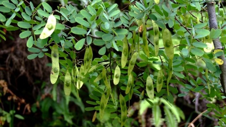 Cây Trắc Hance, Trắc hoàng đàn - Dalbergia hancei Renth