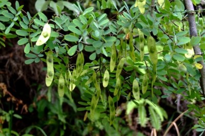 Cây Trắc Hance, Trắc hoàng đàn - Dalbergia hancei Renth