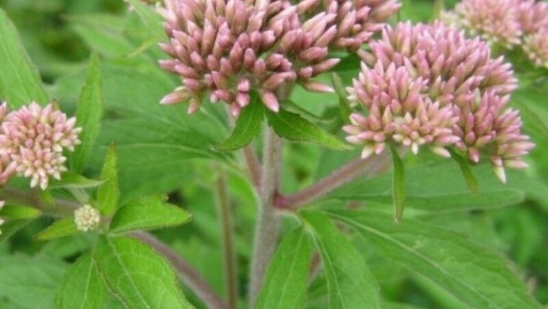 Cây Trạch lan khác lá - Eupatorium heterophyllum DC
