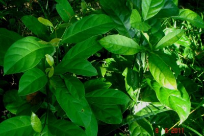 Cây Trai chùm - Fagraea racemosa Jack ex Wall