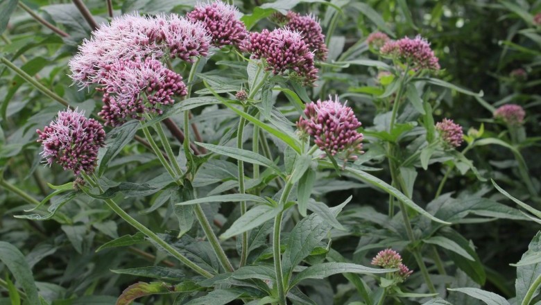 Cây Thạch lan lá gai mèo, Thạch lam, Bạch sơn, Yên bạch gai - Eupatorium cannabinum., (E. nodiflorum Wall.)