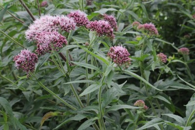 Cây Thạch lan lá gai mèo, Thạch lam, Bạch sơn, Yên bạch gai - Eupatorium cannabinum., (E. nodiflorum Wall.)