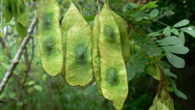 Cây Trắc nhiều thể nhị, Sóng lá - Dalbergia polyadelpha Prain