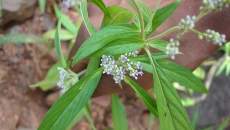 Cây Trạch côn mềm, Cỏ trạch - Knoxia mollis Wight et Arn