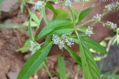 Cây Trạch côn mềm, Cỏ trạch - Knoxia mollis Wight et Arn