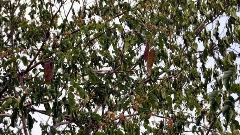 Cây Trắc đen, Cẩm lai đen, Quành quạch, Chàm trắc, Chàm đen - Dalbergia nigrescens Kurz