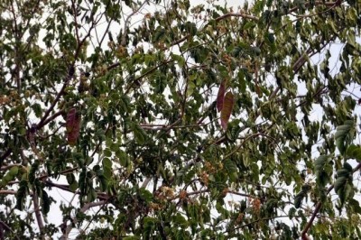 Cây Trắc đen, Cẩm lai đen, Quành quạch, Chàm trắc, Chàm đen - Dalbergia nigrescens Kurz