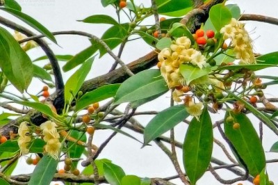 Cây Trai - Fagraea fragrans Roxb