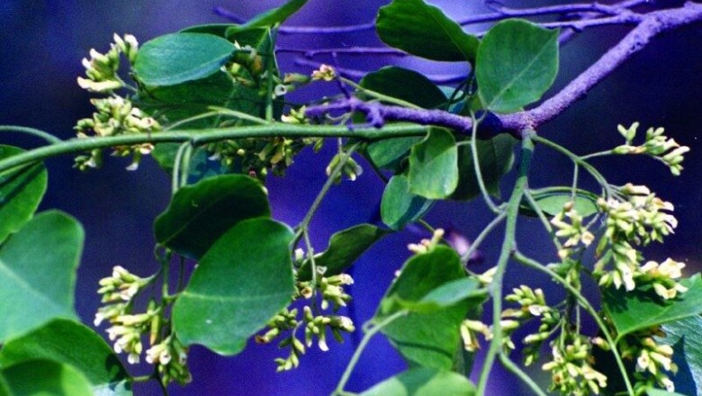 Cây Trắc dây, Ðăng trườn, Trắc bụi - Dalbergia rimosa Roxb