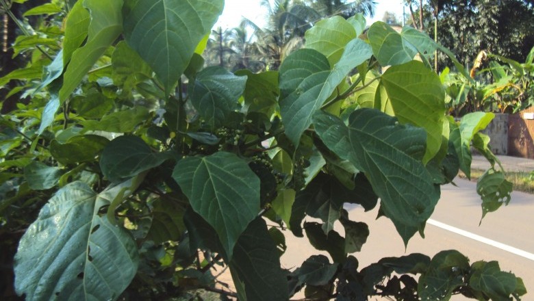 Cây Tra bồ đề, Trẹo hoa trần, Lươu bươu - Trewia nudiflora L