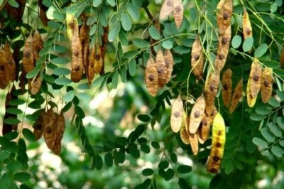 Cây Trắc Balansa - Dalbergia balansae Prain