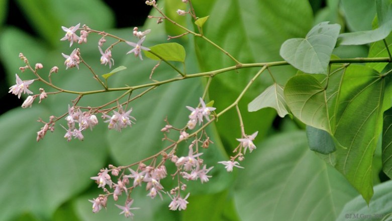 Cây Tra, Tra đỏ - Kleinhowia hospita L